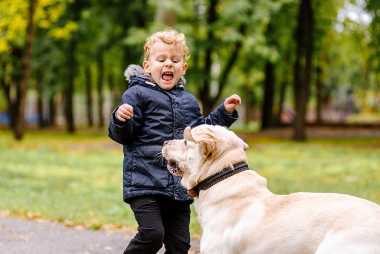 Do You Need a Lawyer After a Dog Bite in Denver
