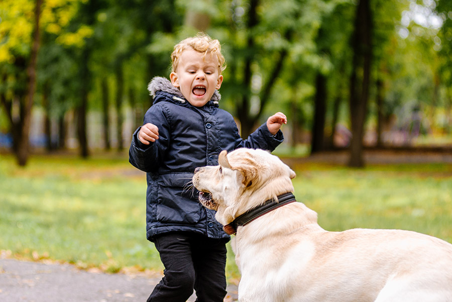 Do You Need a Lawyer After a Dog Bite in Denver